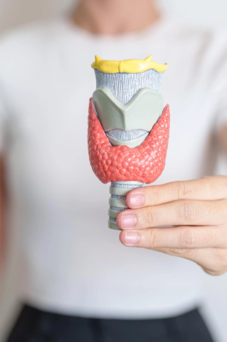 женщина держит макет щитовидной железы